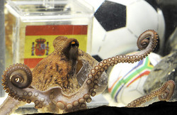 Paul octopus.jpg